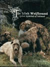 The Irish Wolfhound, great symbol of Ireland