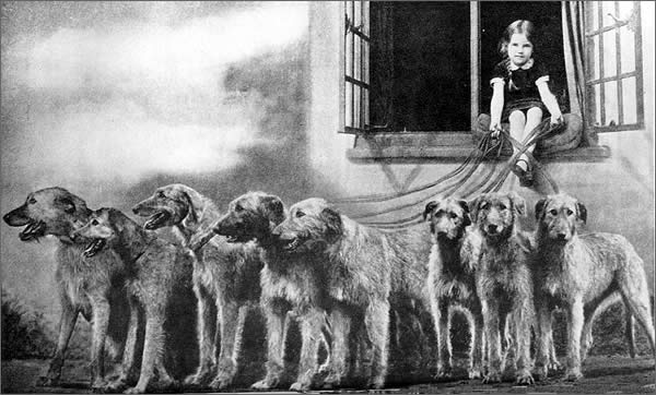 Jane Barr with eight of the Grevel hounds - This picture appeared in Hutchinson's Dog Encyclopaedia, Part 27 in the mid-1930s